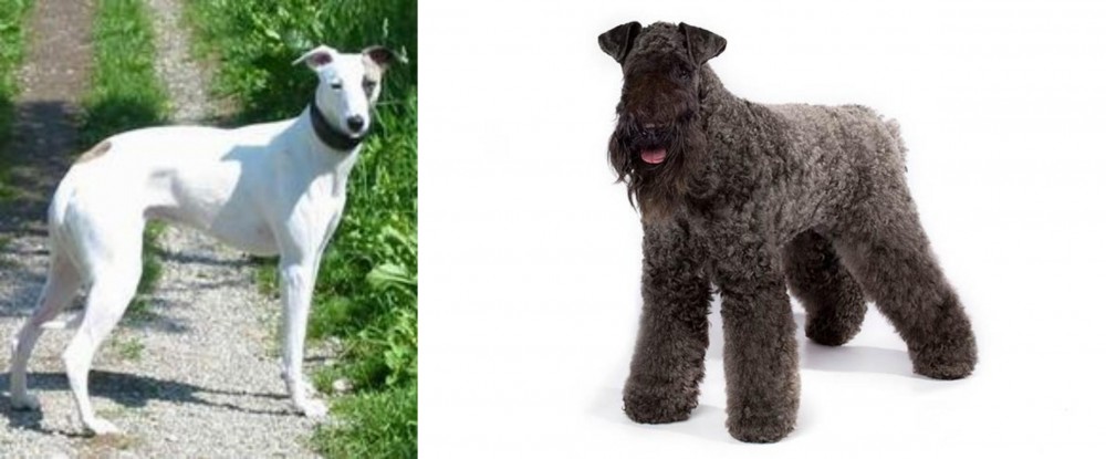 Kerry Blue Terrier vs Kaikadi - Breed Comparison