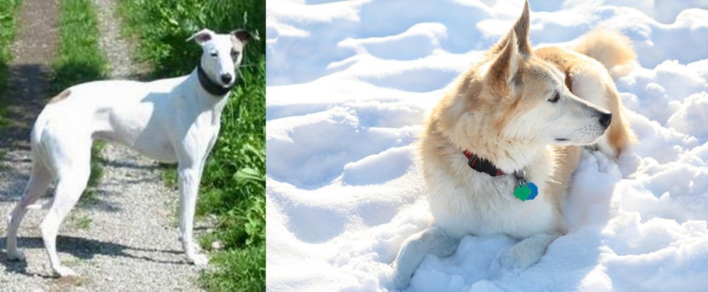 Labrador Husky vs Kaikadi - Breed Comparison