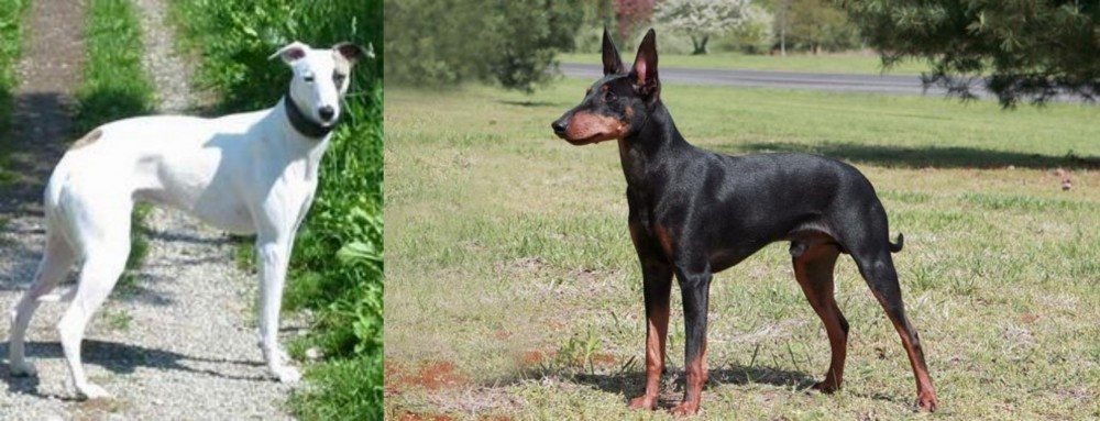 Manchester Terrier vs Kaikadi - Breed Comparison