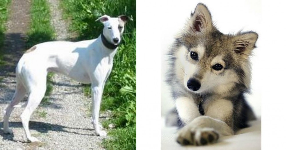 Miniature Siberian Husky vs Kaikadi - Breed Comparison