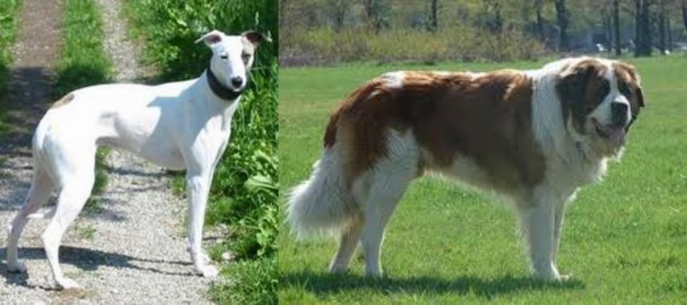 Moscow Watchdog vs Kaikadi - Breed Comparison