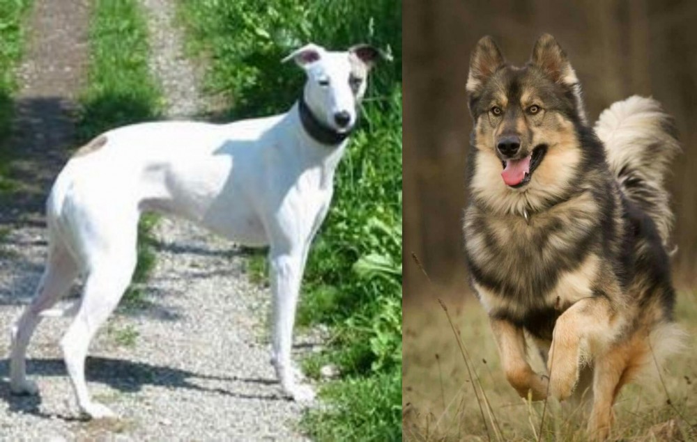 Native American Indian Dog vs Kaikadi - Breed Comparison