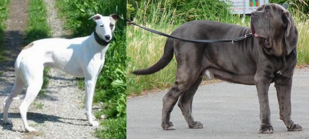Neapolitan Mastiff vs Kaikadi - Breed Comparison