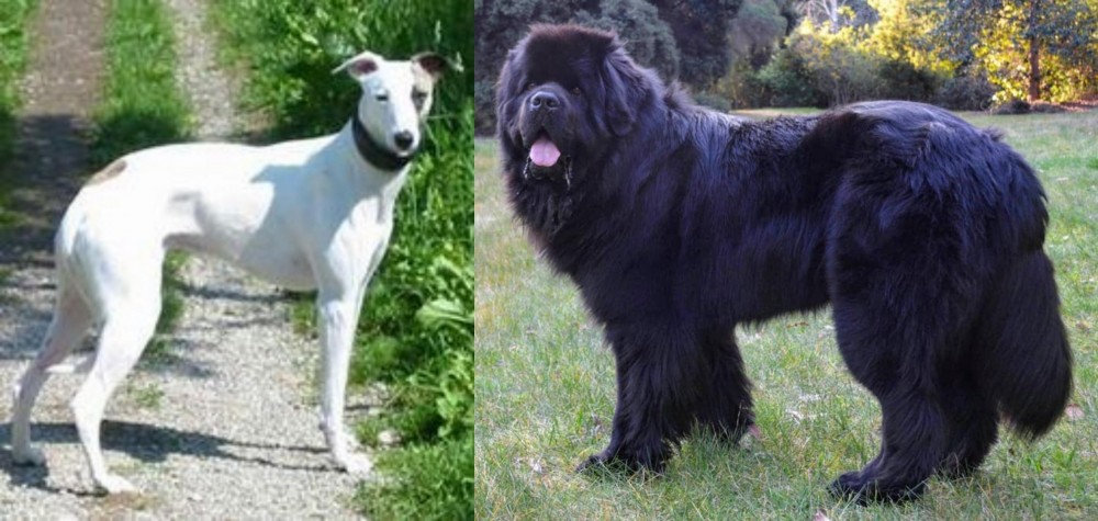 Newfoundland Dog vs Kaikadi - Breed Comparison