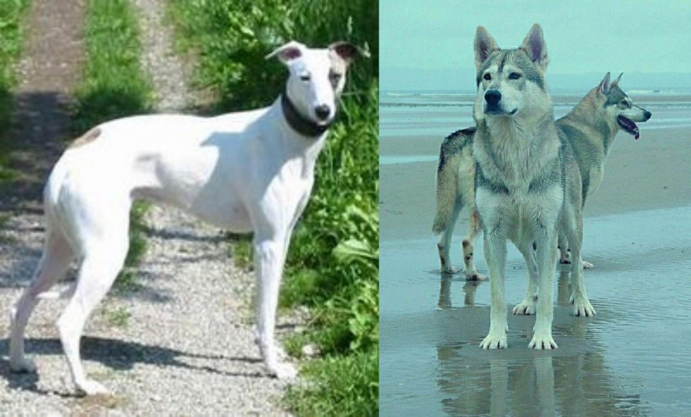 Northern Inuit Dog vs Kaikadi - Breed Comparison