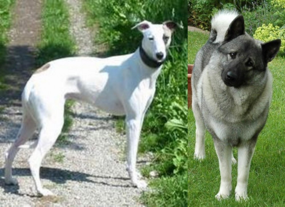 Norwegian Elkhound vs Kaikadi - Breed Comparison