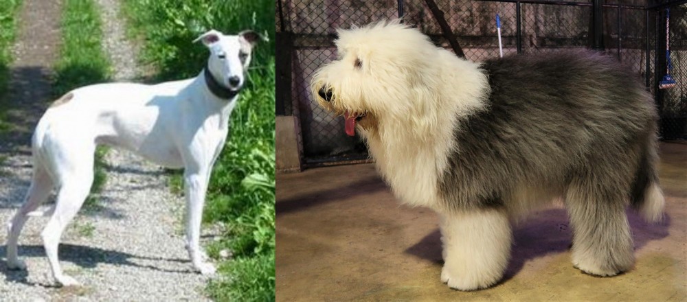 Old English Sheepdog vs Kaikadi - Breed Comparison