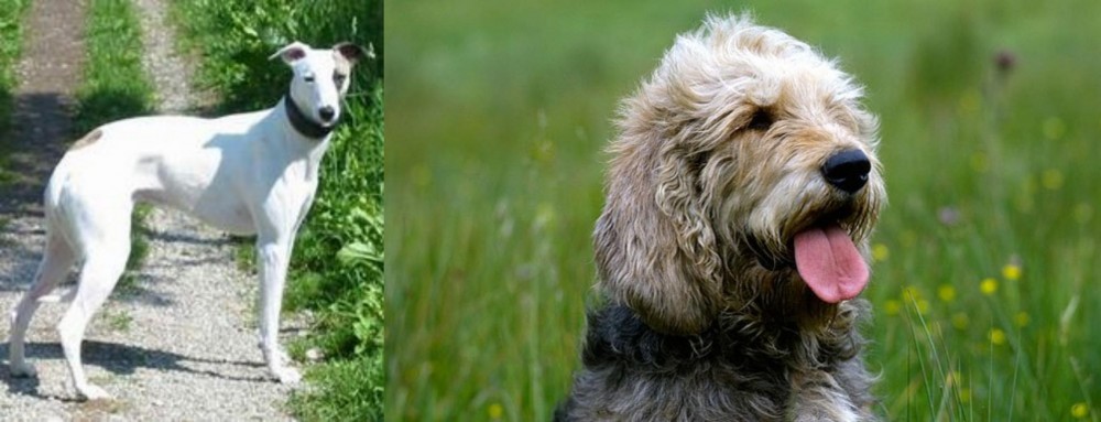 Otterhound vs Kaikadi - Breed Comparison