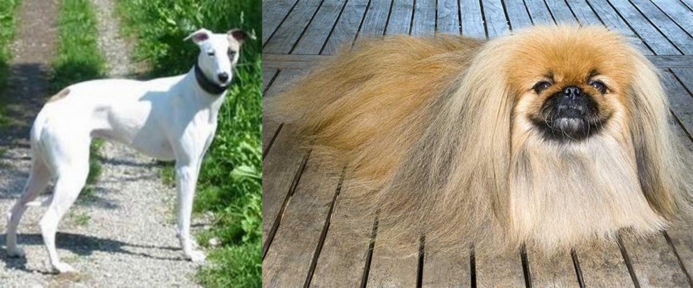Pekingese vs Kaikadi - Breed Comparison
