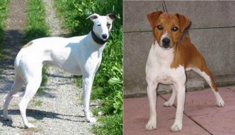 Plummer Terrier vs Kaikadi - Breed Comparison