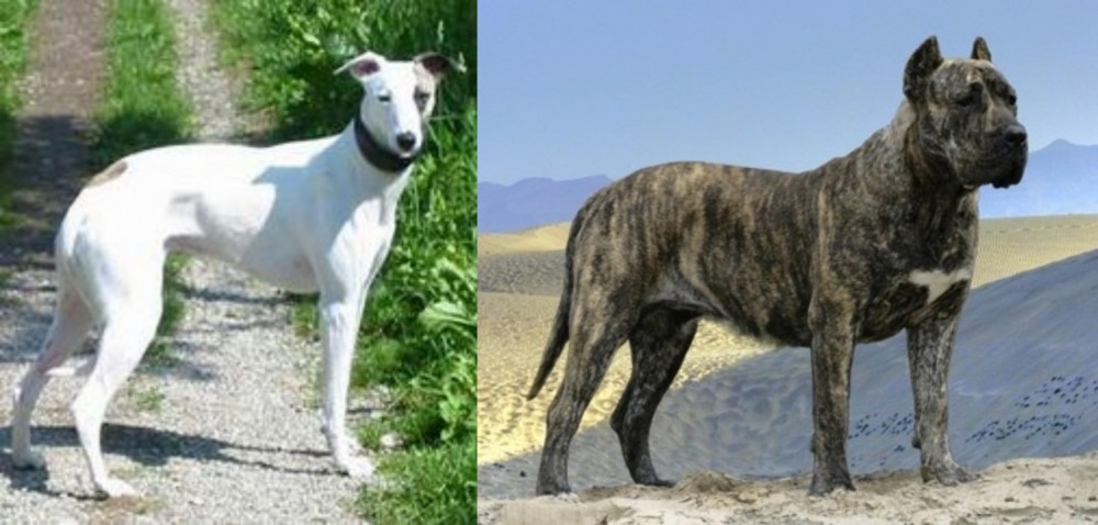Presa Canario vs Kaikadi - Breed Comparison