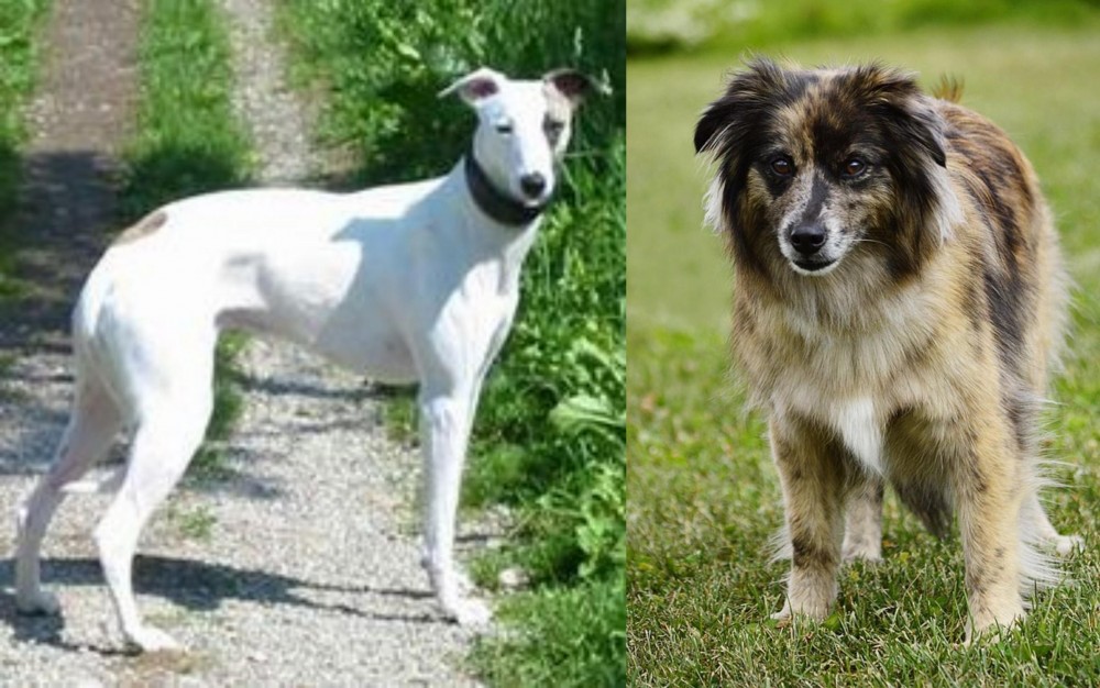 Pyrenean Shepherd vs Kaikadi - Breed Comparison
