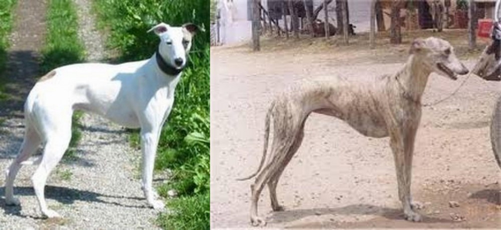 Rampur Greyhound vs Kaikadi - Breed Comparison