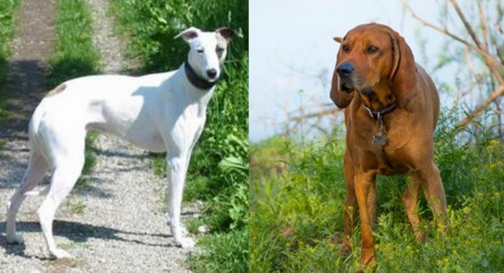 Redbone Coonhound vs Kaikadi - Breed Comparison