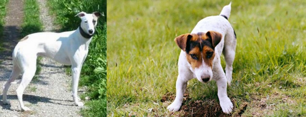 Russell Terrier vs Kaikadi - Breed Comparison