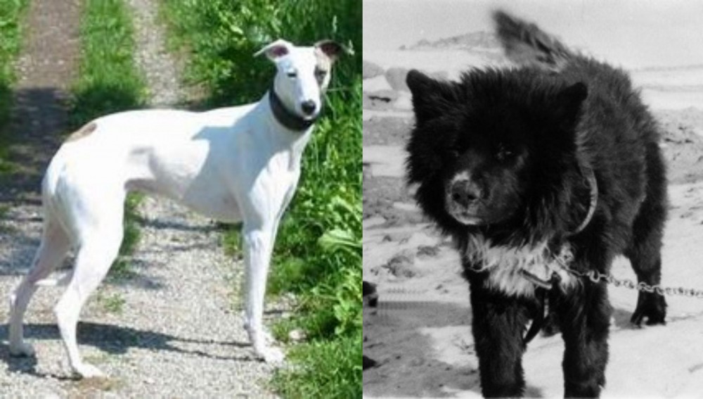 Sakhalin Husky vs Kaikadi - Breed Comparison