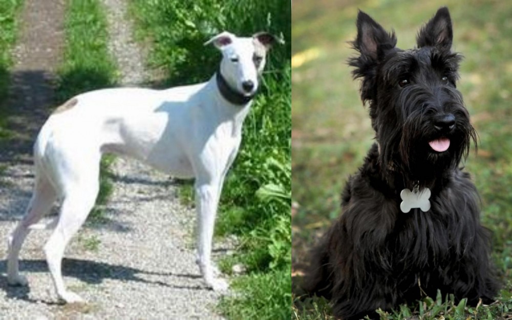 Scoland Terrier vs Kaikadi - Breed Comparison