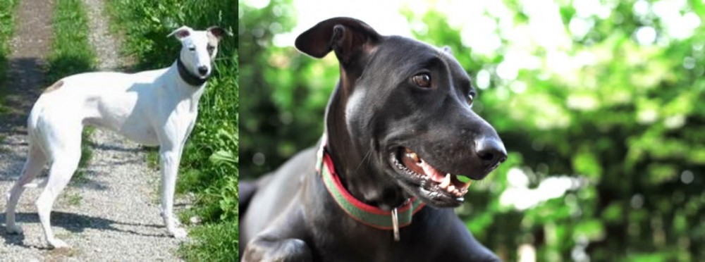 Shepard Labrador vs Kaikadi - Breed Comparison
