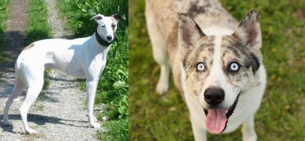 Shepherd Husky vs Kaikadi - Breed Comparison