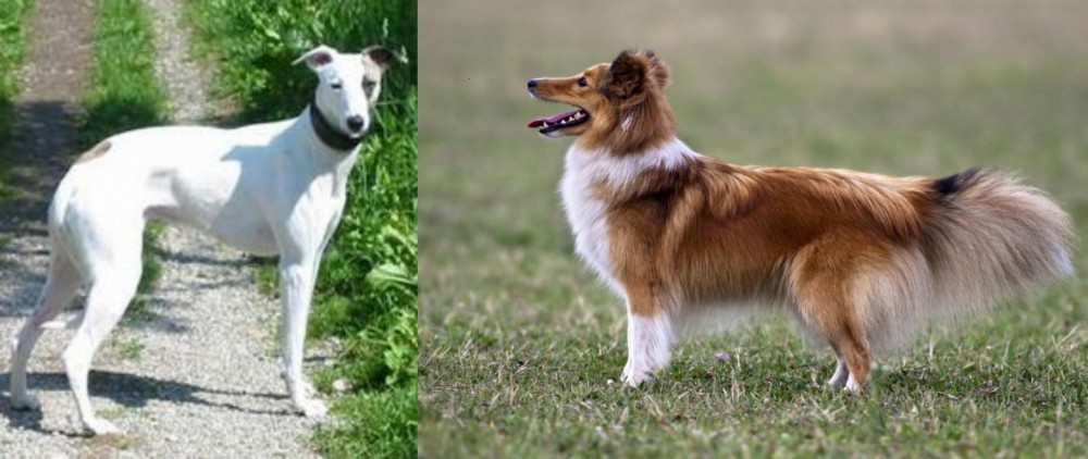 Shetland Sheepdog vs Kaikadi - Breed Comparison