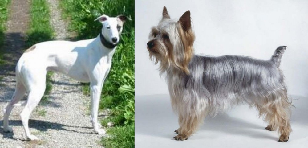 Silky Terrier vs Kaikadi - Breed Comparison