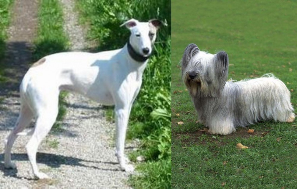 Skye Terrier vs Kaikadi - Breed Comparison