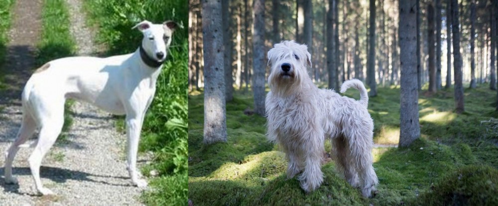 Soft-Coated Wheaten Terrier vs Kaikadi - Breed Comparison
