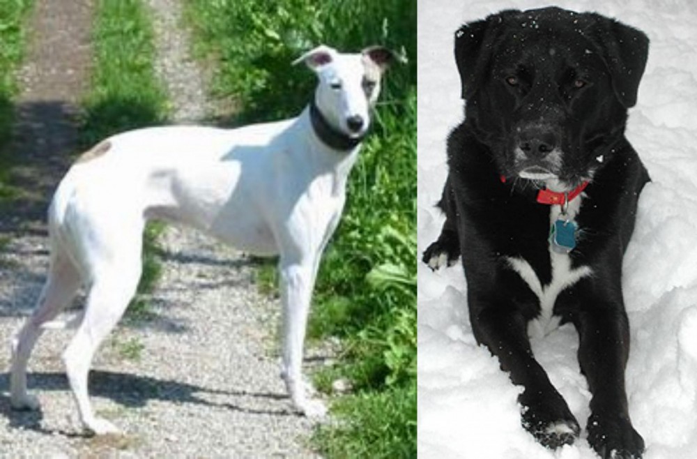 St. John's Water Dog vs Kaikadi - Breed Comparison