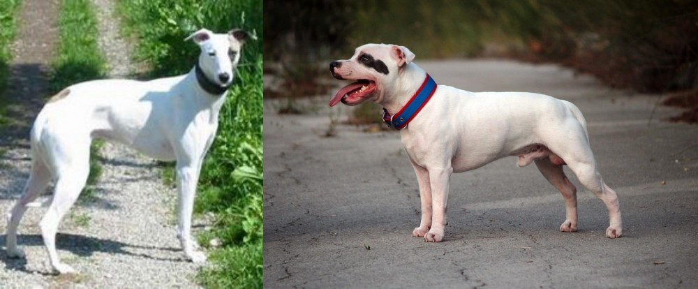 Staffordshire Bull Terrier vs Kaikadi - Breed Comparison