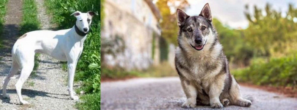 Swedish Vallhund vs Kaikadi - Breed Comparison