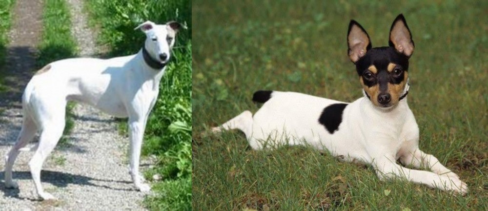 Toy Fox Terrier vs Kaikadi - Breed Comparison