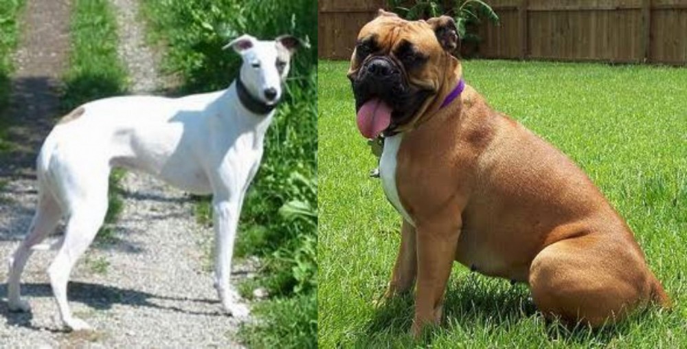 Valley Bulldog vs Kaikadi - Breed Comparison