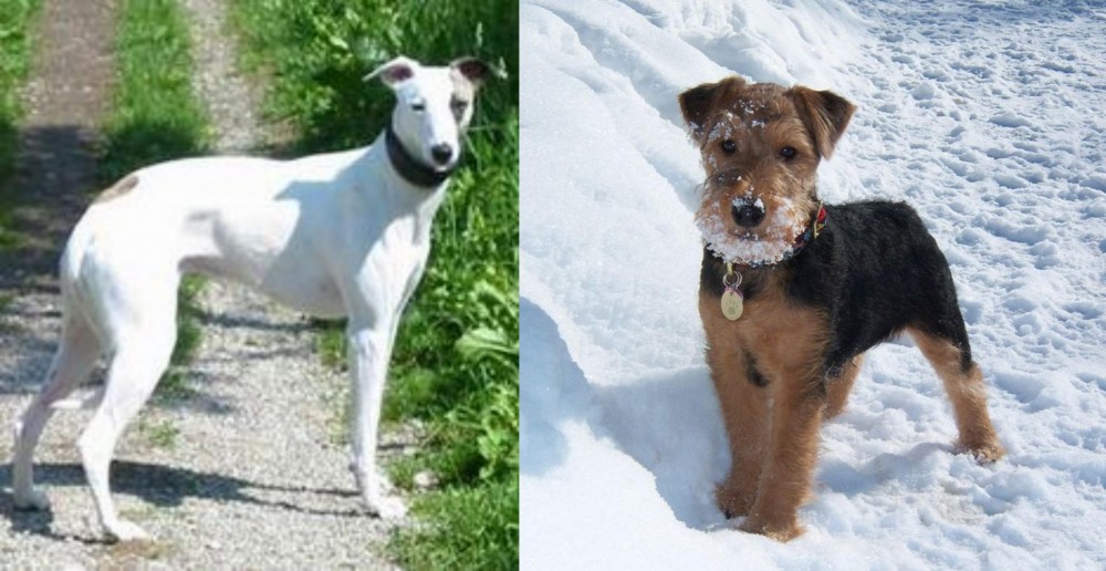 Welsh Terrier vs Kaikadi - Breed Comparison