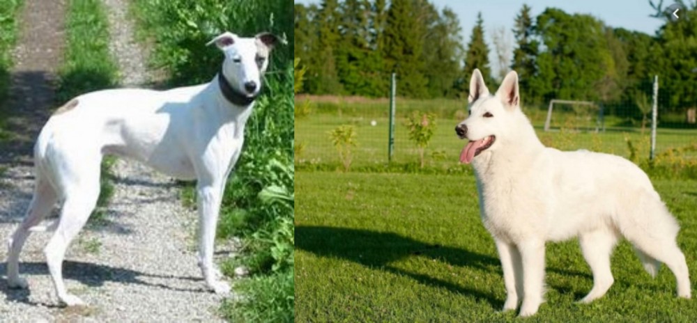 White Shepherd vs Kaikadi - Breed Comparison