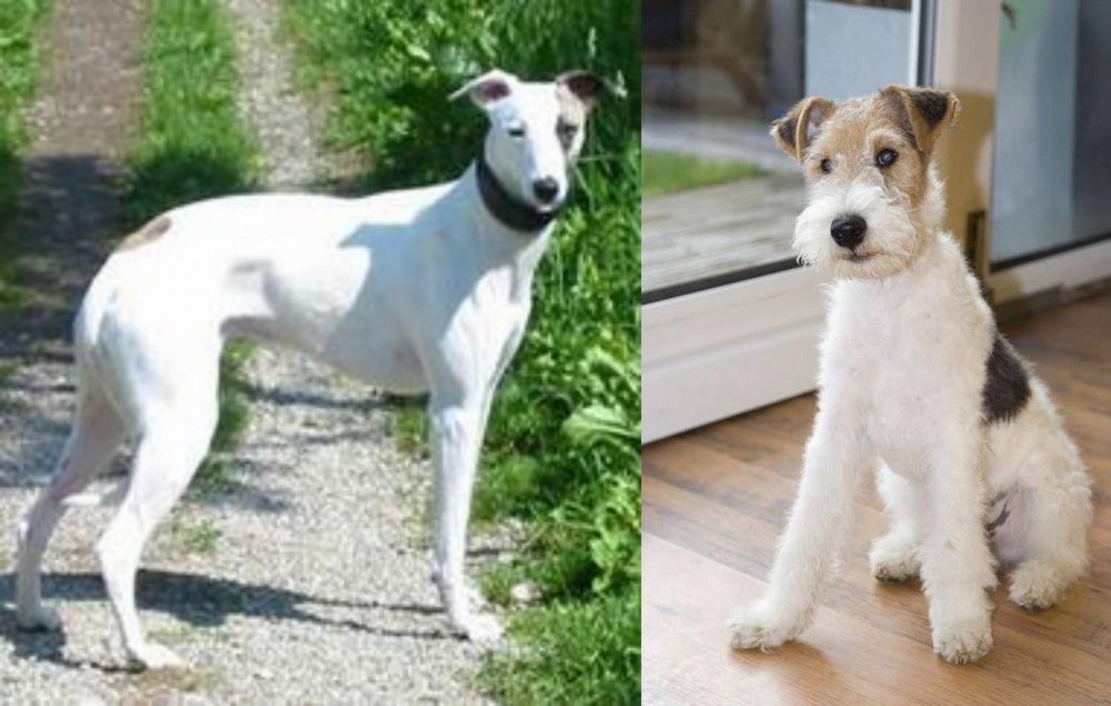 Wire Fox Terrier vs Kaikadi - Breed Comparison