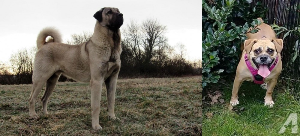 Beabull vs Kangal Dog - Breed Comparison