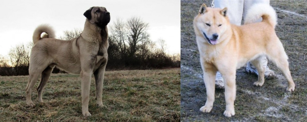 Hokkaido vs Kangal Dog - Breed Comparison