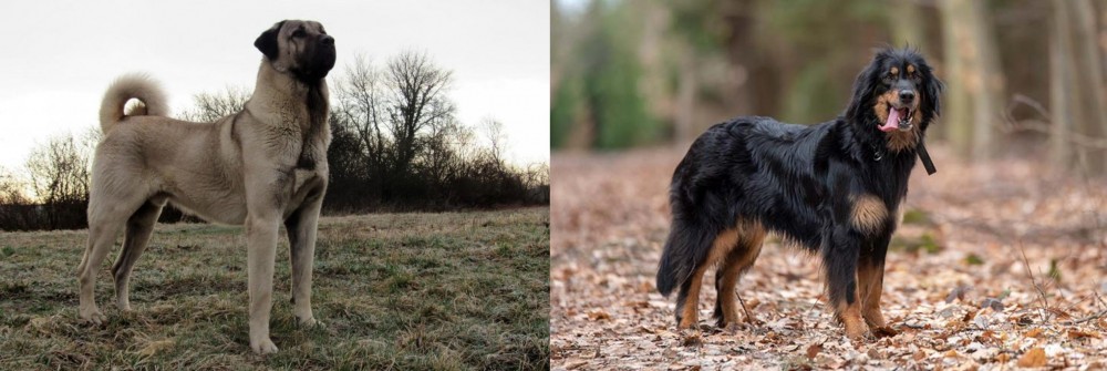Hovawart vs Kangal Dog - Breed Comparison