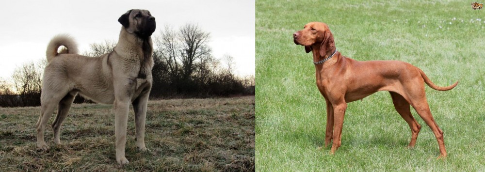 Hungarian Vizsla vs Kangal Dog - Breed Comparison