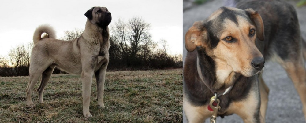 Huntaway vs Kangal Dog - Breed Comparison