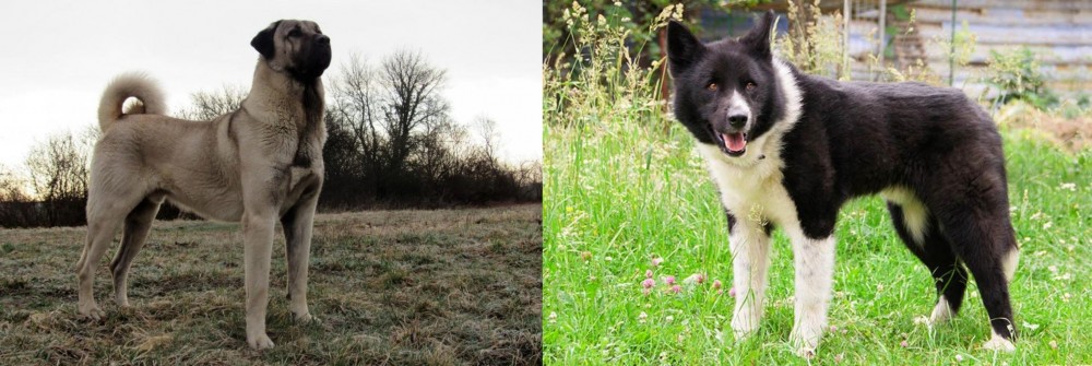 Karelian Bear Dog vs Kangal Dog - Breed Comparison