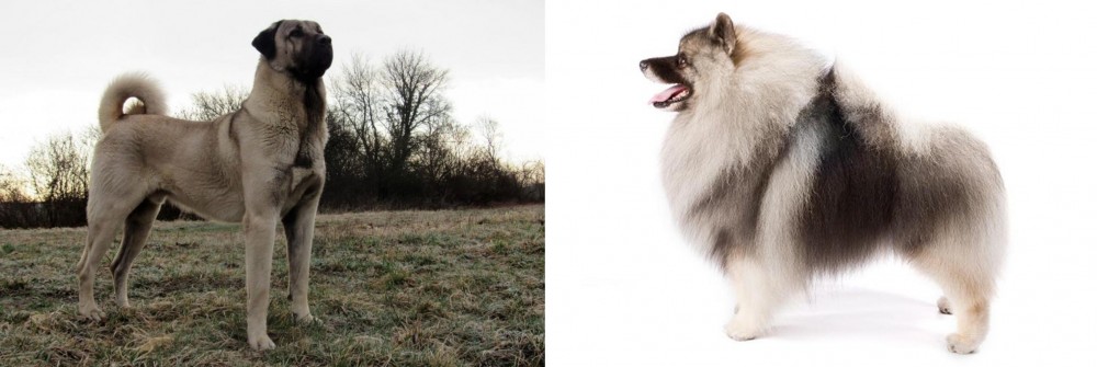 Keeshond vs Kangal Dog - Breed Comparison
