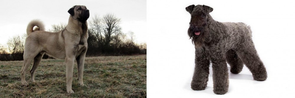 Kerry Blue Terrier vs Kangal Dog - Breed Comparison