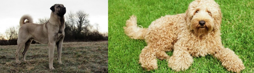 Labradoodle vs Kangal Dog - Breed Comparison