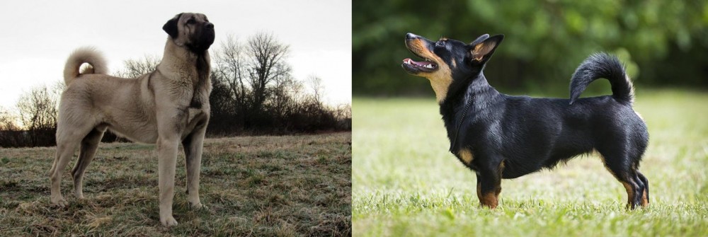 Lancashire Heeler vs Kangal Dog - Breed Comparison