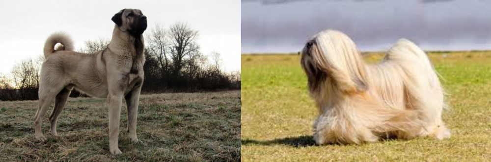 Lhasa Apso vs Kangal Dog - Breed Comparison