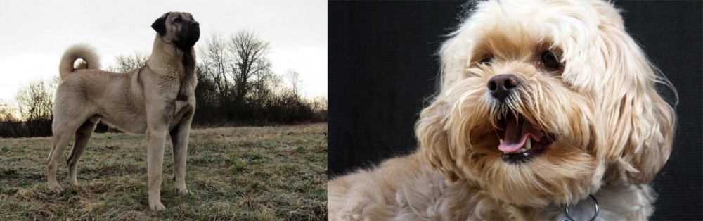 Lhasapoo vs Kangal Dog - Breed Comparison