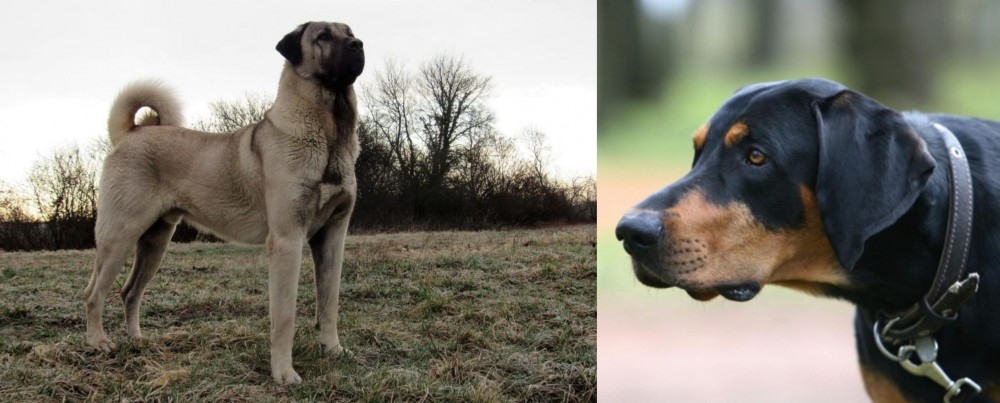 Lithuanian Hound vs Kangal Dog - Breed Comparison