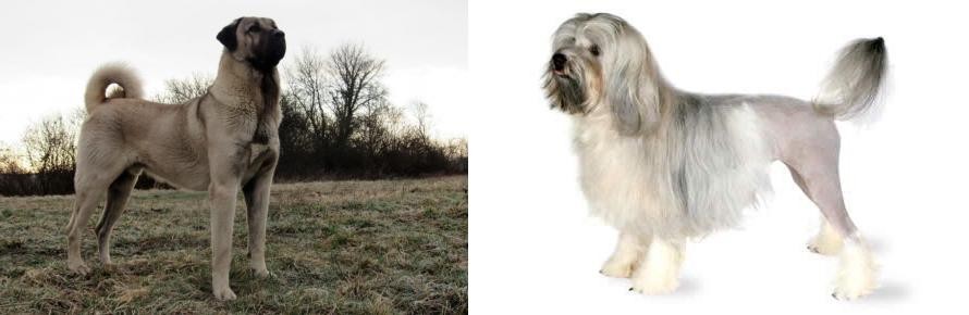 Lowchen vs Kangal Dog - Breed Comparison