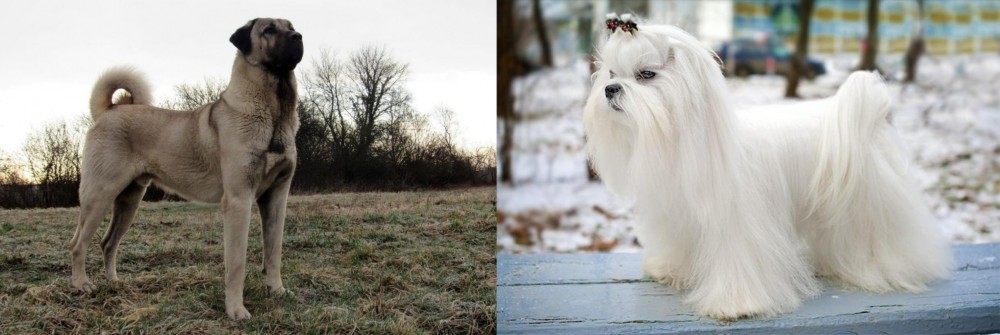 Maltese vs Kangal Dog - Breed Comparison
